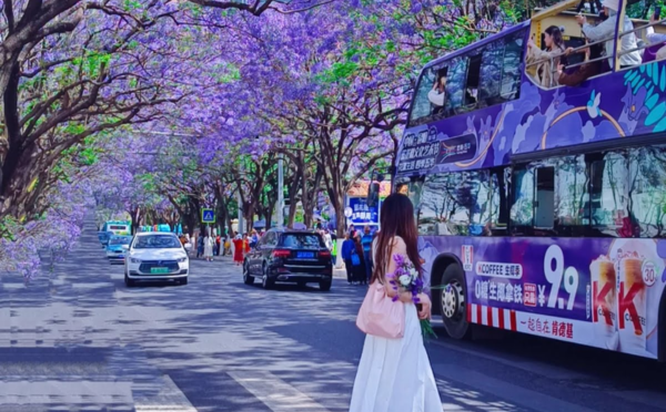 ảnh Bìa Hoa Phượng Tím