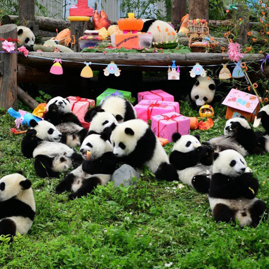 Cơ Sở Nghiên Cứu Nhân Giống Gấu Trúc Thành Đô