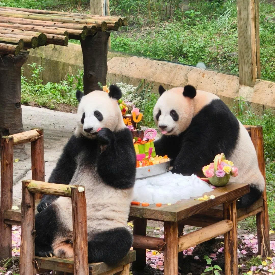 Khu Gấu Trúc